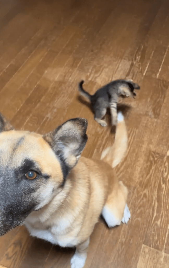 しっぽで遊ぶ様子②（＠shizurdpcsfさんより提供）