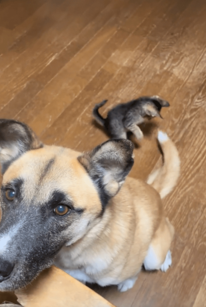 しっぽで遊ぶ様子①（＠shizurdpcsfさんより提供）