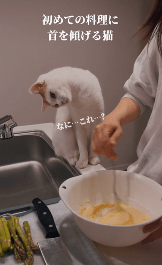 見守る様子①（＠gohan_to_neko24さんより提供）