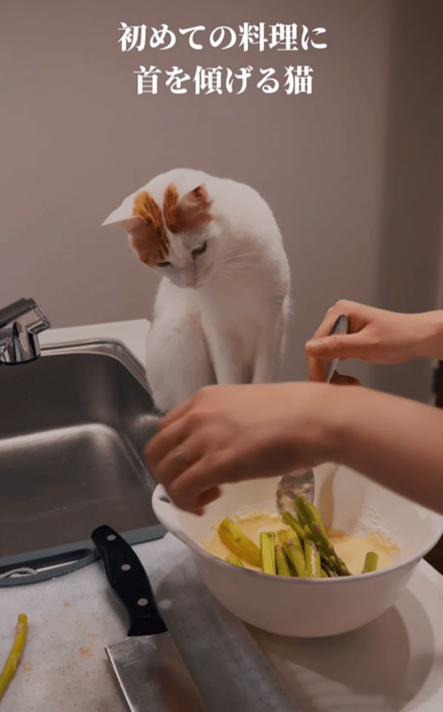 見守る様子②（＠gohan_to_neko24さんより提供）