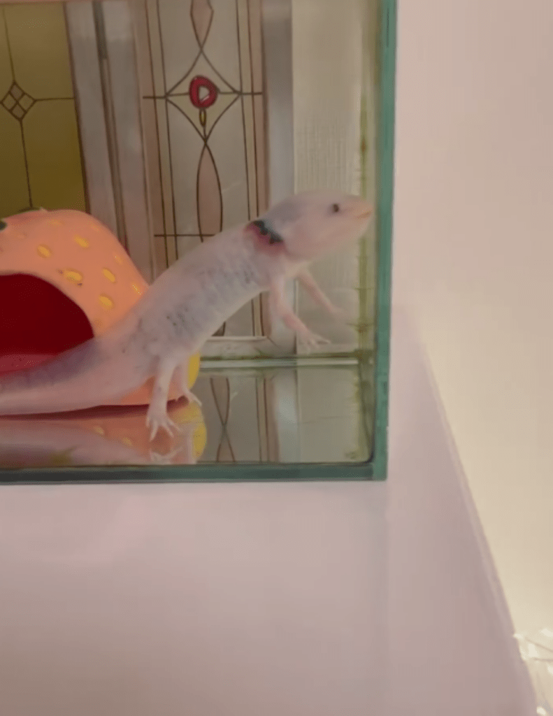 ツリーを眺める様子④（＠_a_s_a_m_i_n_さんより提供）