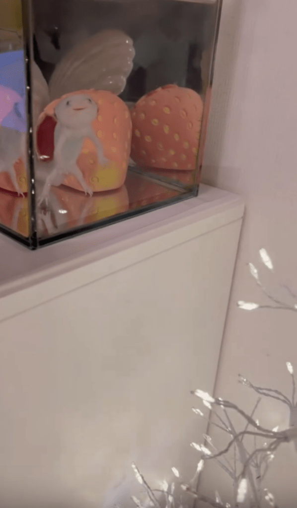 ツリーを眺める様子③（＠_a_s_a_m_i_n_さんより提供）