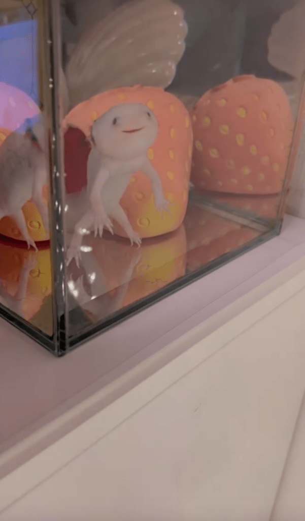 ツリーを眺める様子②（＠_a_s_a_m_i_n_さんより提供）