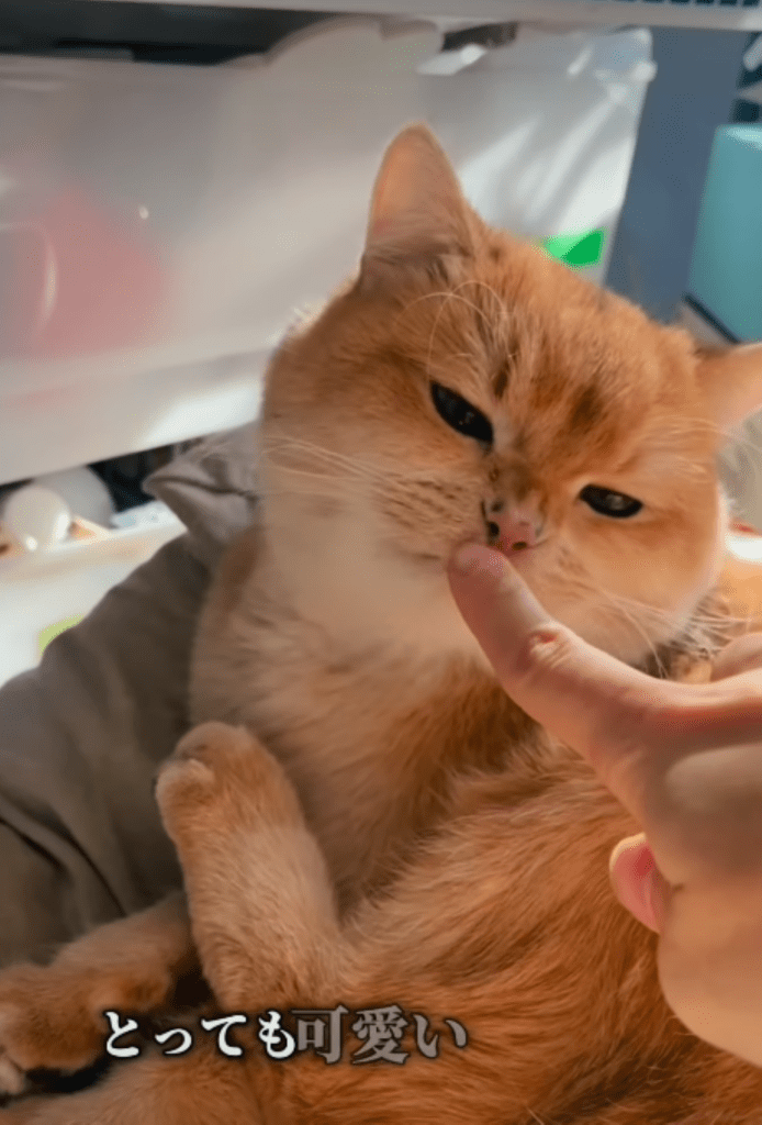 預かり中の様子③（＠heya_yabaiさんより提供）