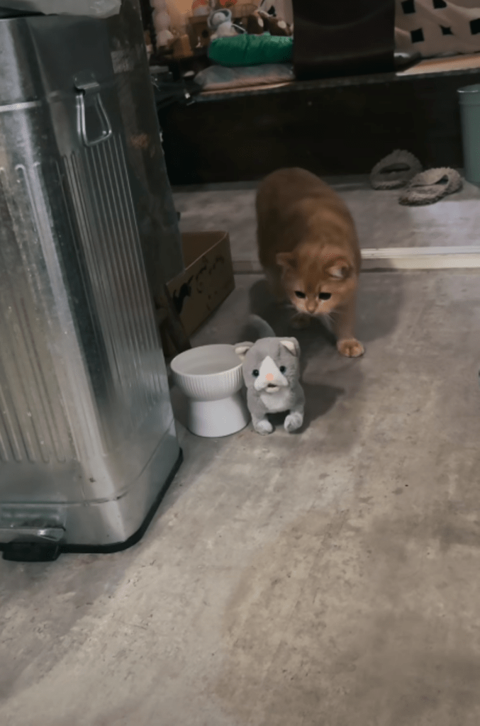 預かり中の様子②（＠heya_yabaiさんより提供）