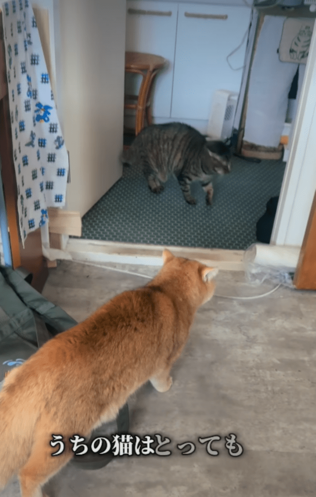 猫同士のやりとり①（＠heya_yabaiさんより提供）