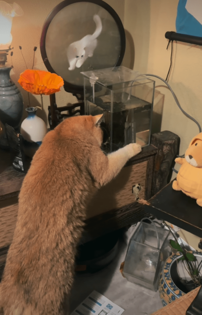 預かり中の様子①（＠heya_yabaiさんより提供）