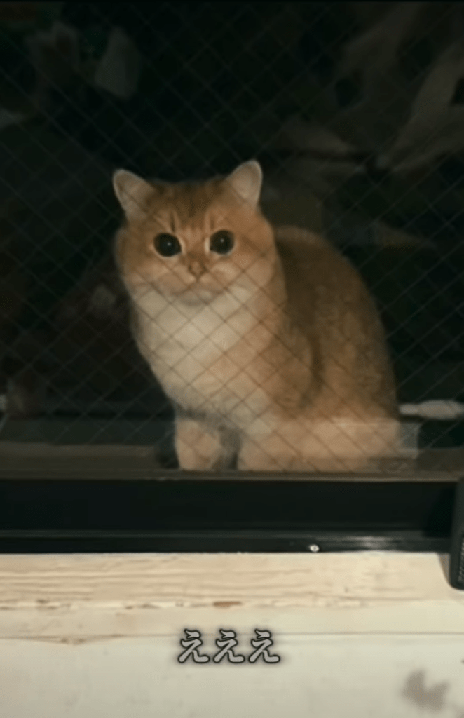 ベランダに来た迷い猫（＠heya_yabaiさんより提供）