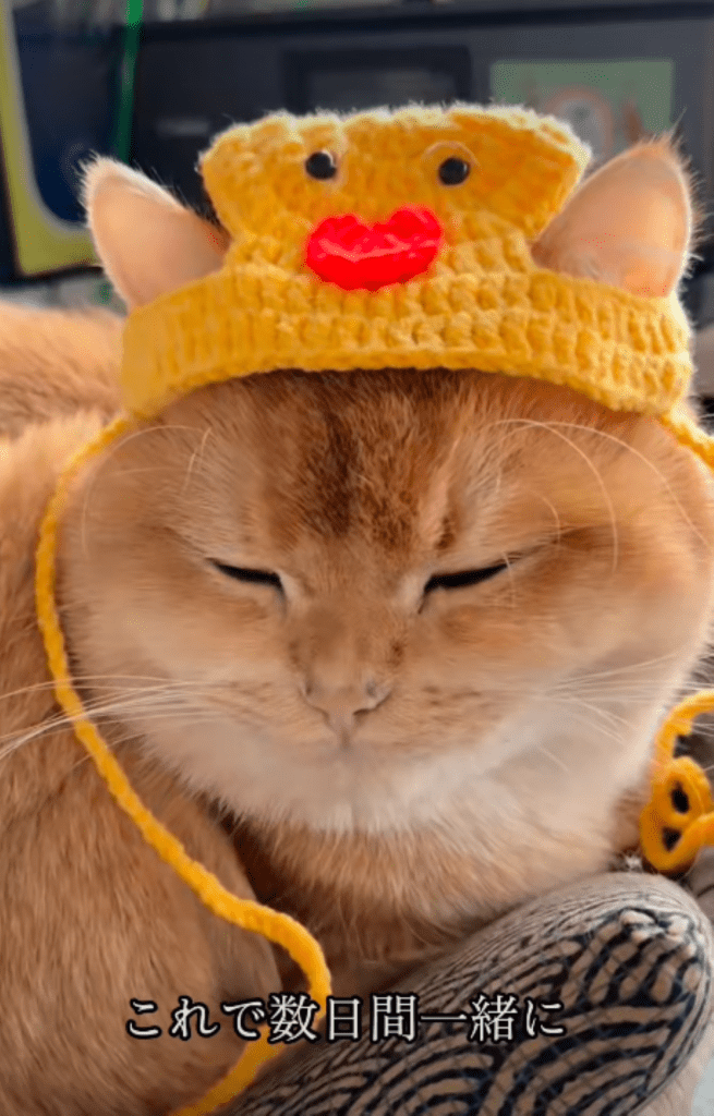 預かり中の様子⑤（＠heya_yabaiさんより提供）