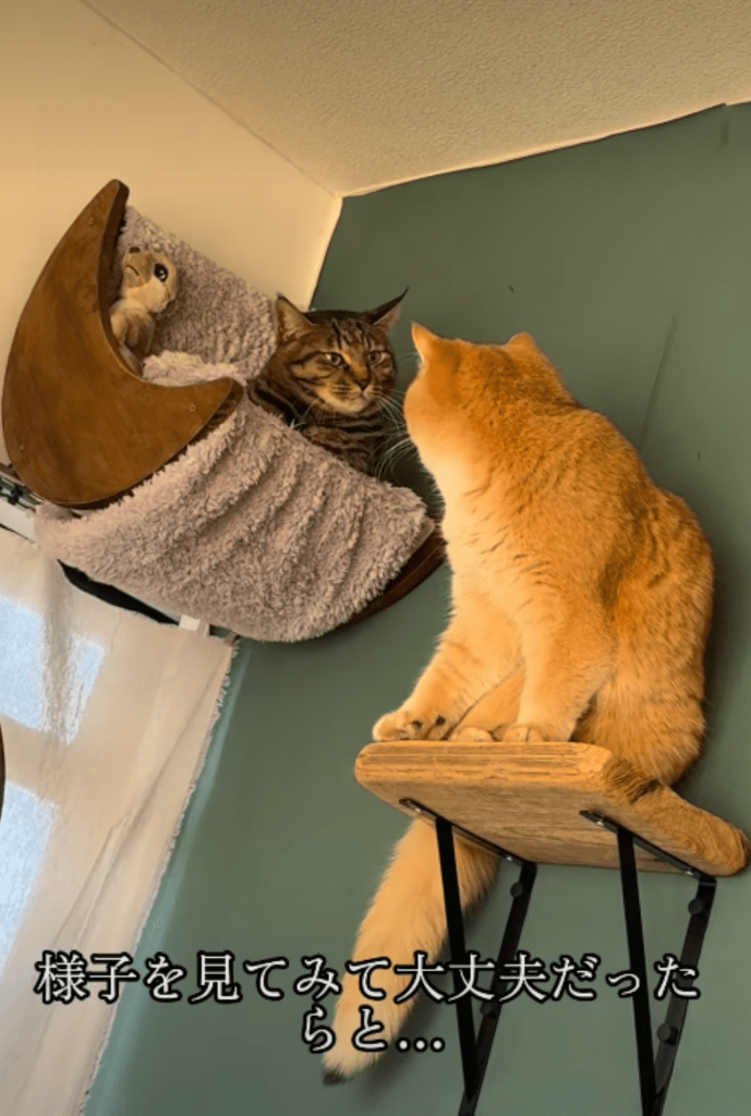 猫同士のやりとり②（＠heya_yabaiさんより提供）