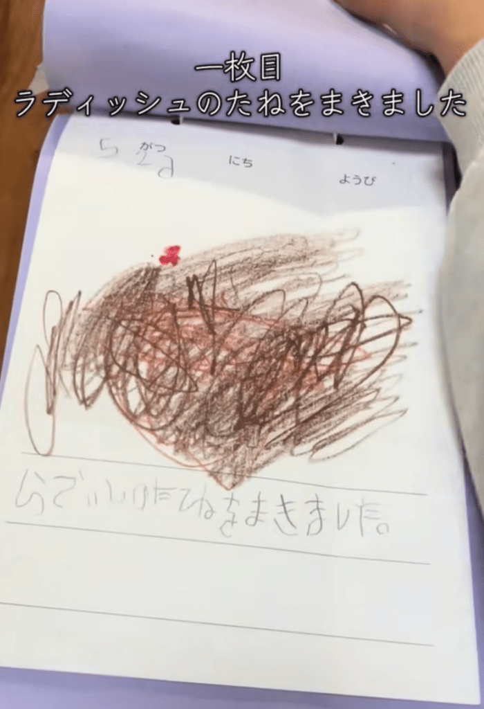 ラディッシュの観察日記②（＠user3874449582844さんより提供）