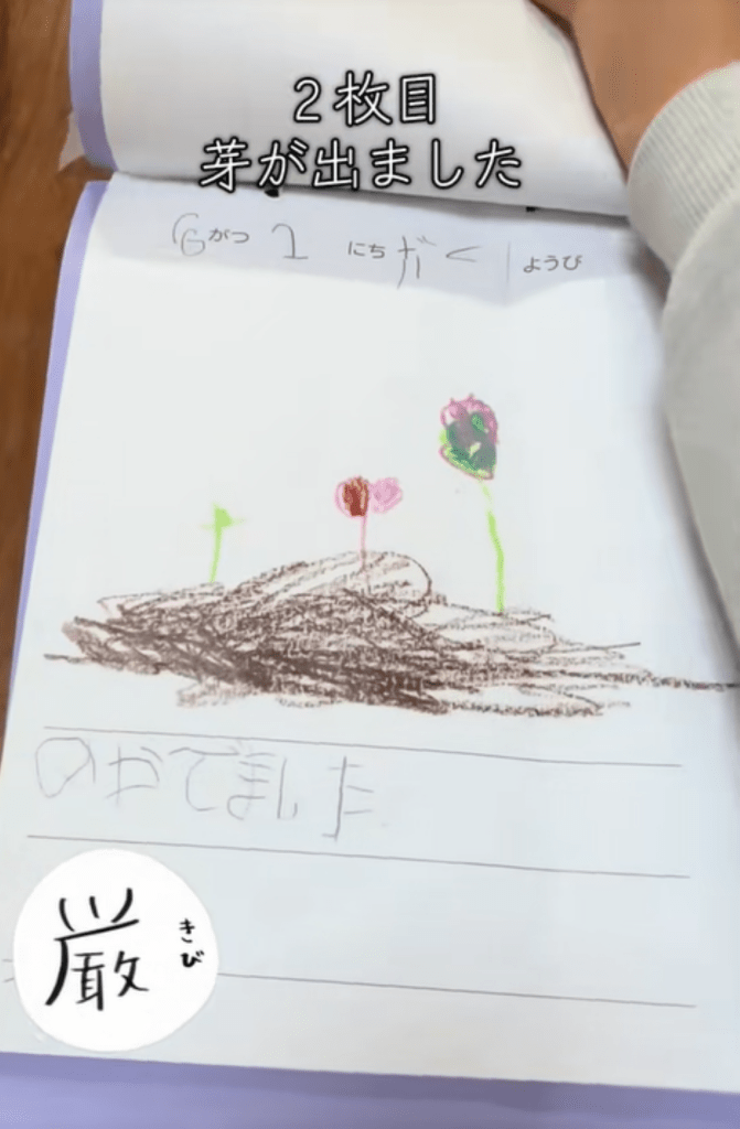 ラディッシュの観察日記③（＠user3874449582844さんより提供）