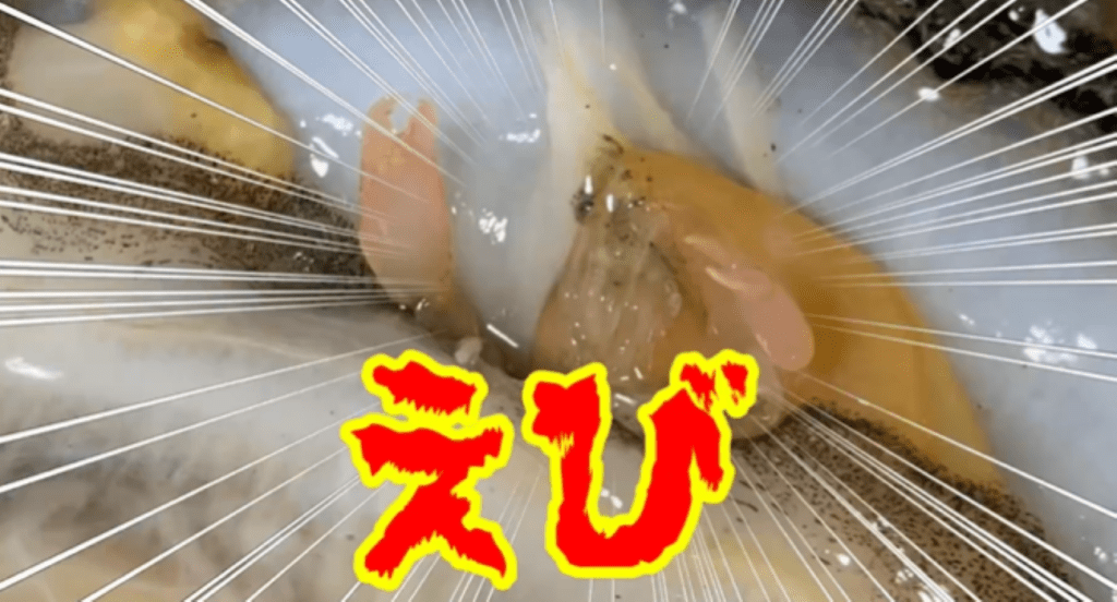 貝に挟まるえび②（＠shimofuriichiboさんより提供）