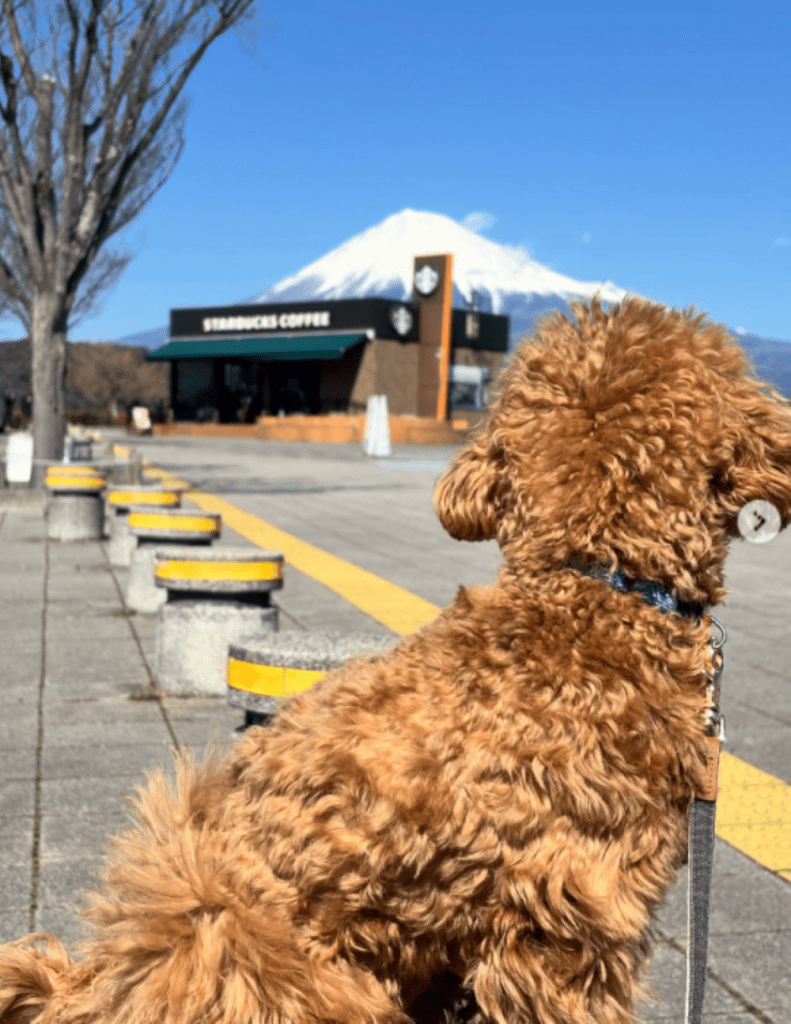 普段のハロくん②（＠halo._.0602さんより提供）