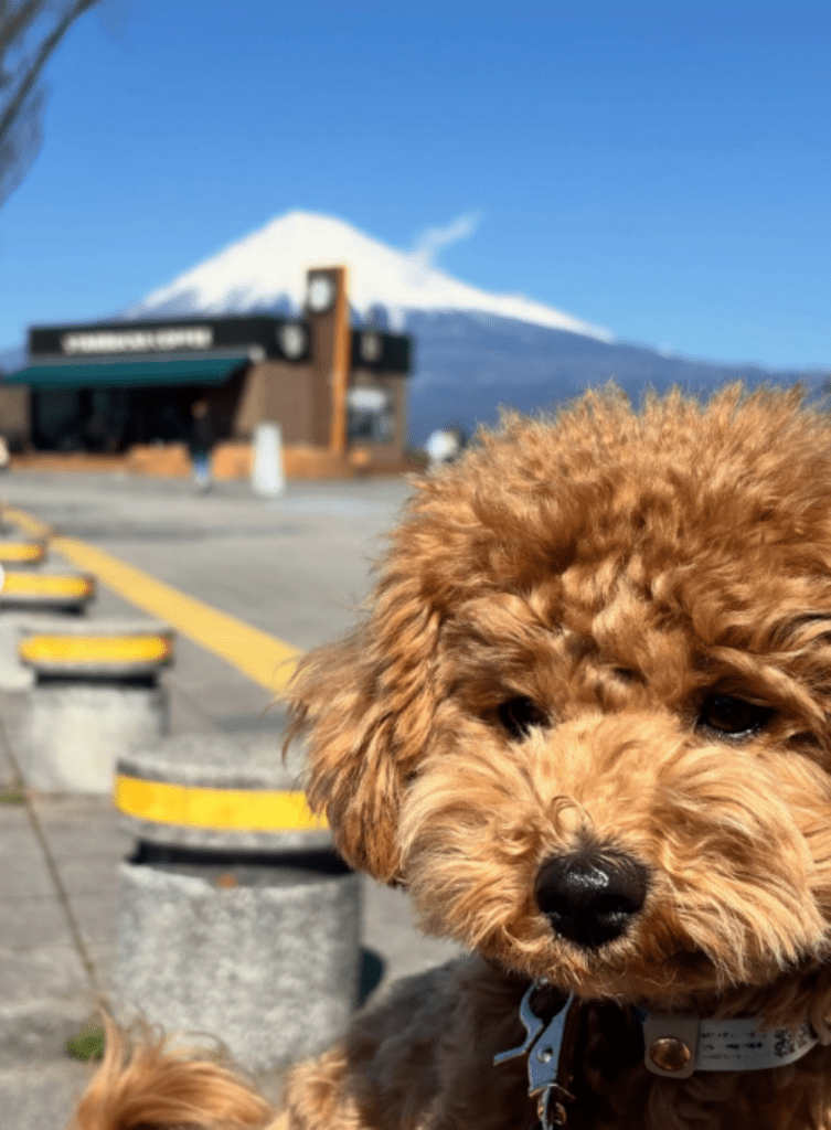 普段のハロくん①（＠halo._.0602さんより提供）