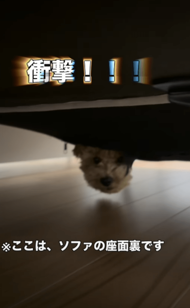 ソファ裏に入り込むハロくん②（＠halo._.0602さんより提供）