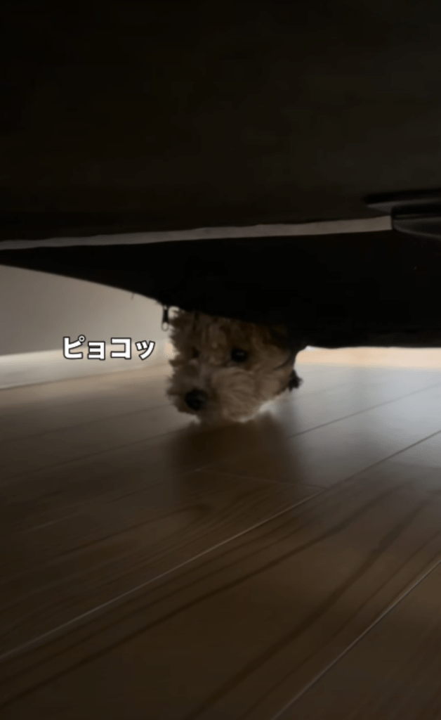 ソファ裏に入り込むハロくん③（＠halo._.0602さんより提供）