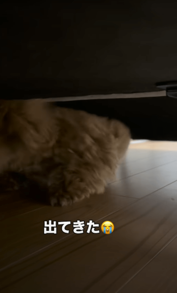 その後の様子①（＠halo._.0602さんより提供）