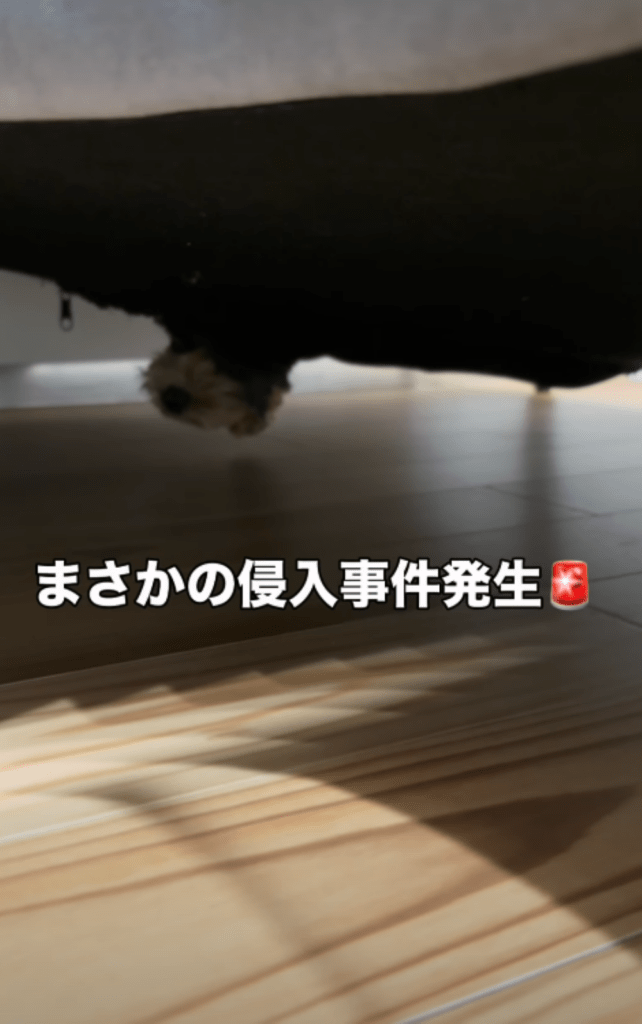 ソファ裏に入り込むハロくん①（＠halo._.0602さんより提供）