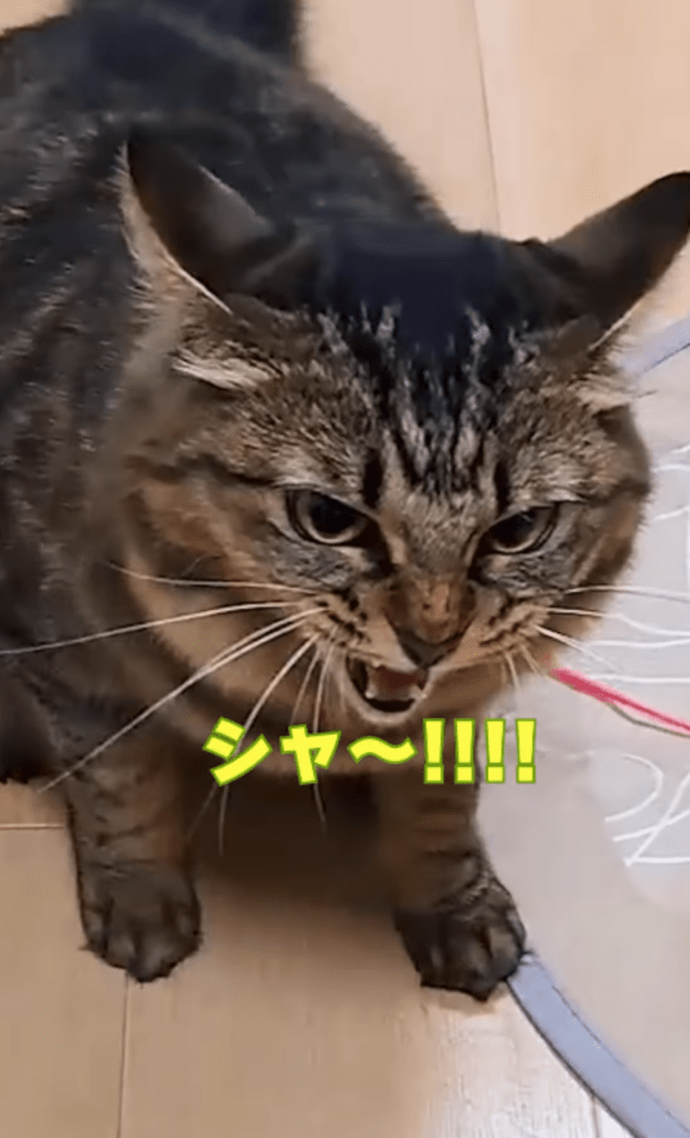 前回⑤（＠temae.chanさんより提供）