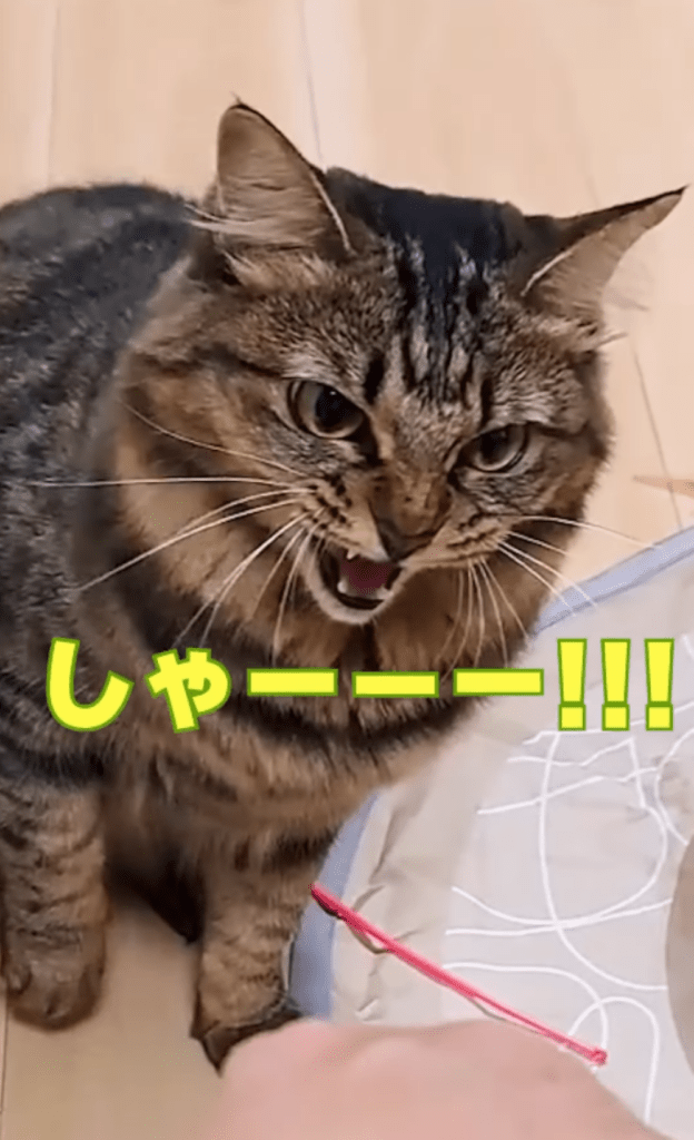 前回⑧（＠temae.chanさんより提供）