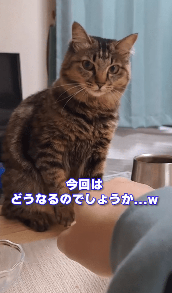 今回②（＠temae.chanさんより提供）