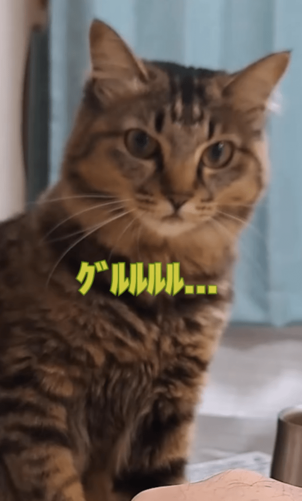 今回③（＠temae.chanさんより提供）