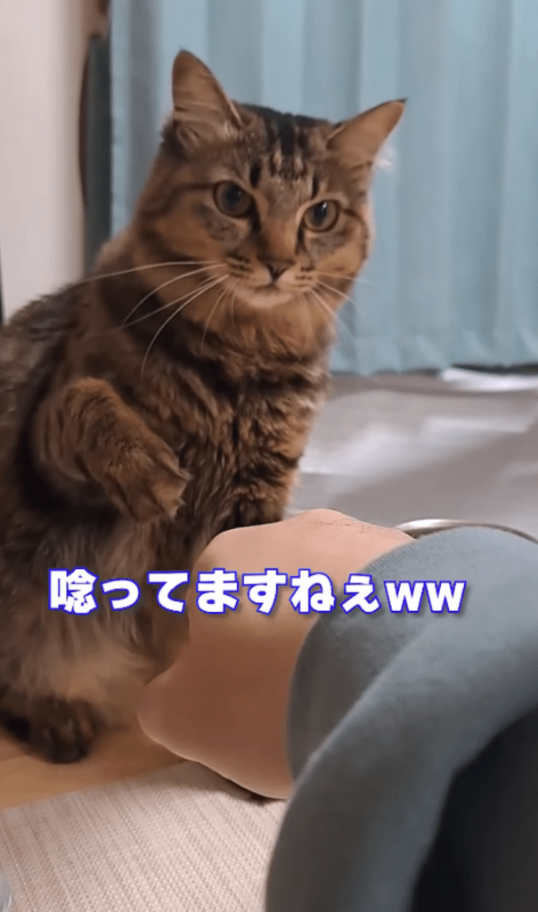 今回④（＠temae.chanさんより提供）