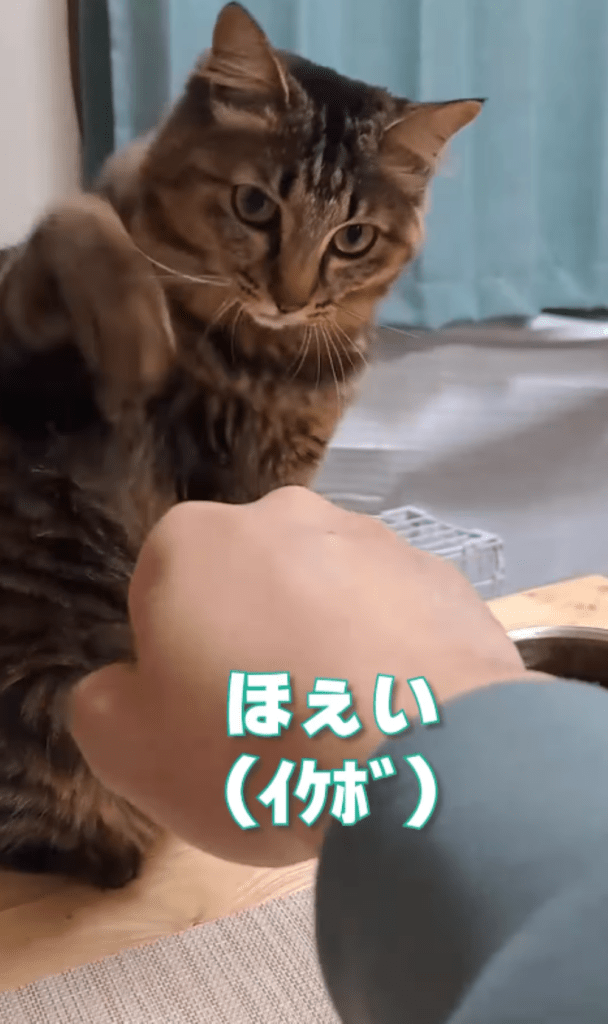 今回⑥（＠temae.chanさんより提供）