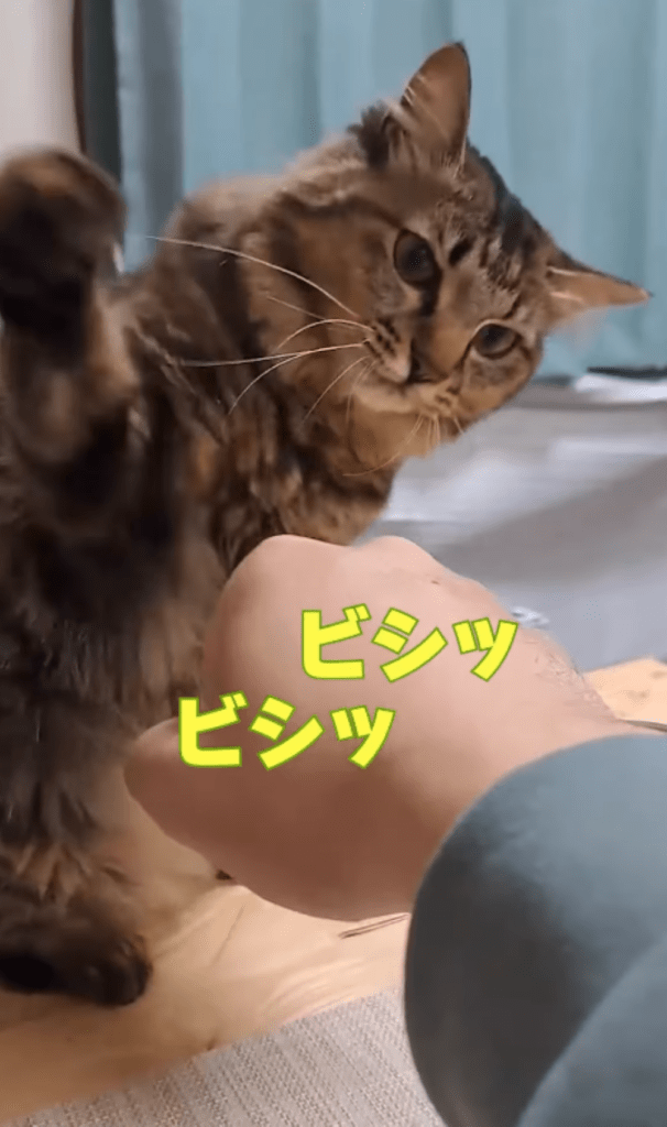 今回⑦（＠temae.chanさんより提供）