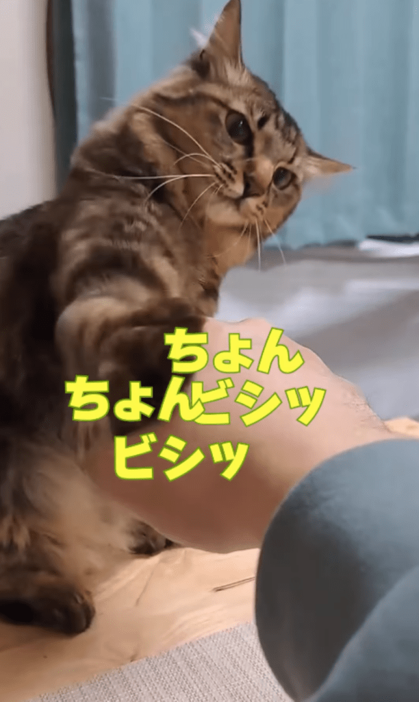 今回⑧（＠temae.chanさんより提供）