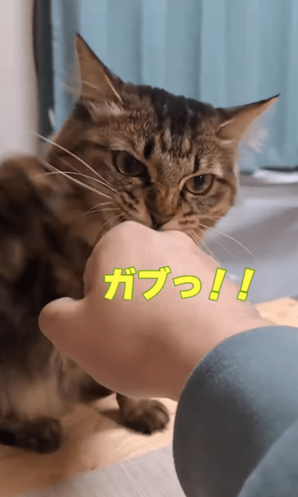 今回⑨（＠temae.chanさんより提供）