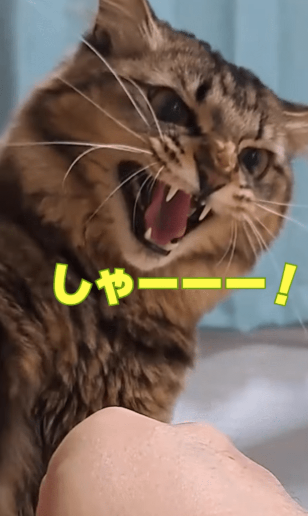 今回⑩（＠temae.chanさんより提供）