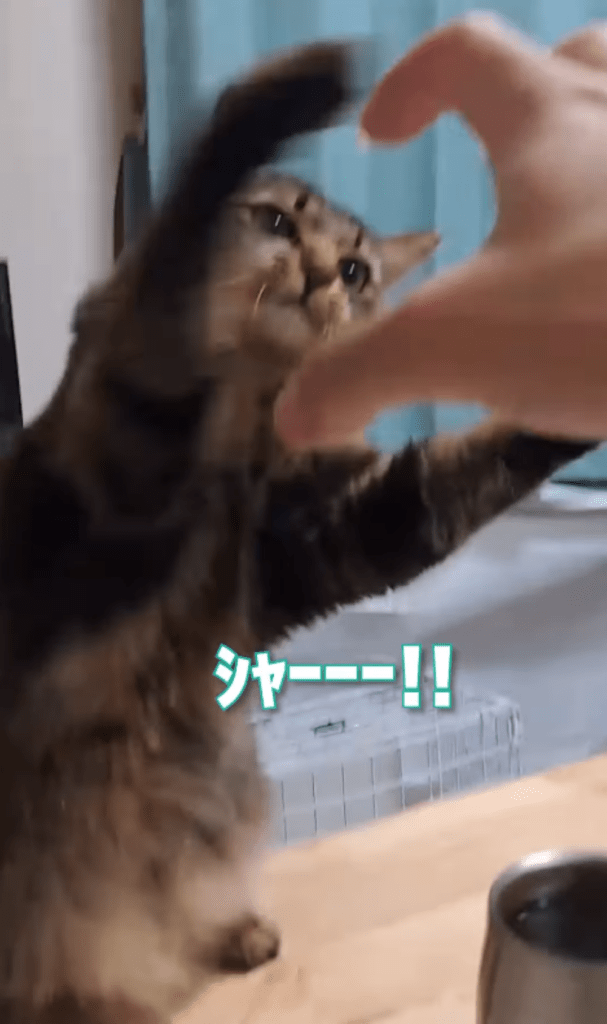 今回⑪（＠temae.chanさんより提供）