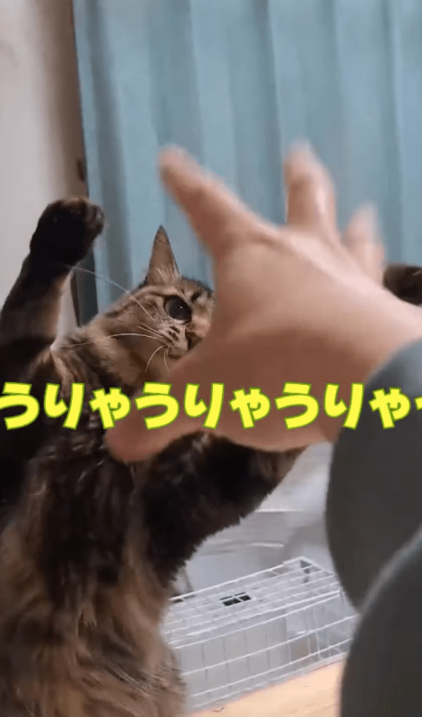 今回⑫（＠temae.chanさんより提供）