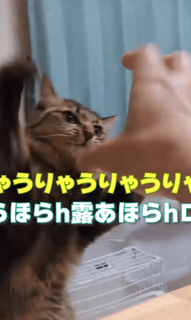 今回⑬（＠temae.chanさんより提供）