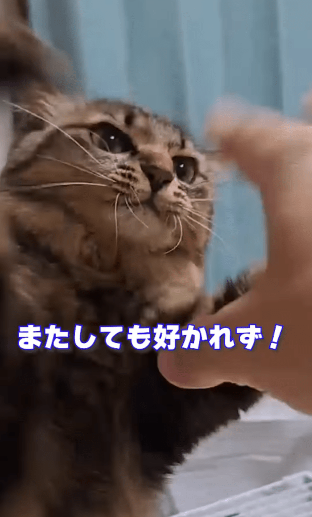 今回⑭（＠temae.chanさんより提供）