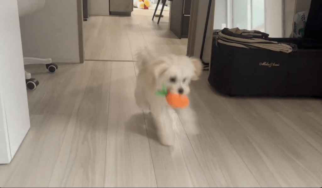 走る様子②（＠potato_maltipooさんより提供）