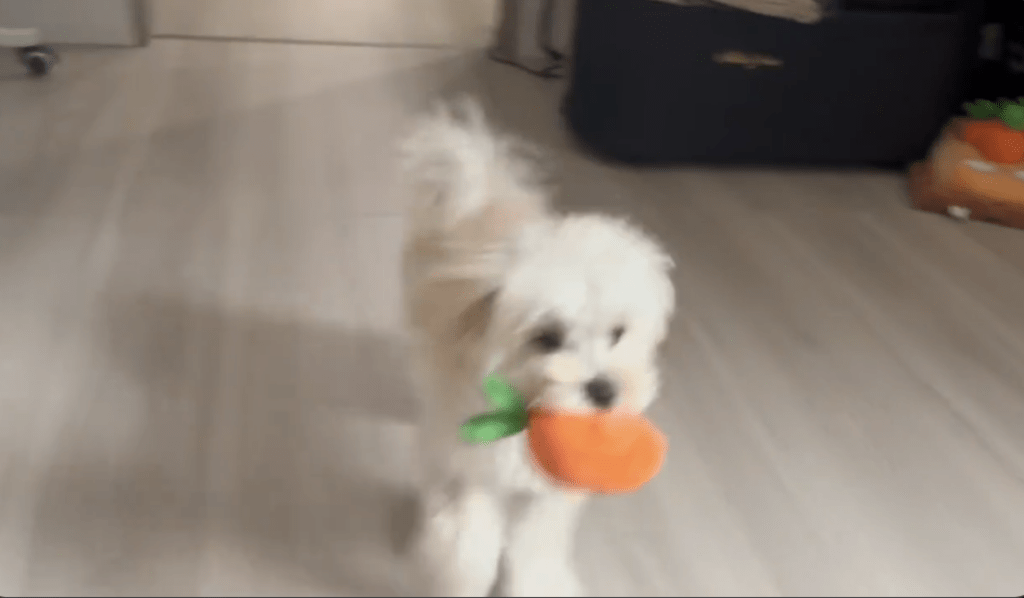 走る様子③（＠potato_maltipooさんより提供）