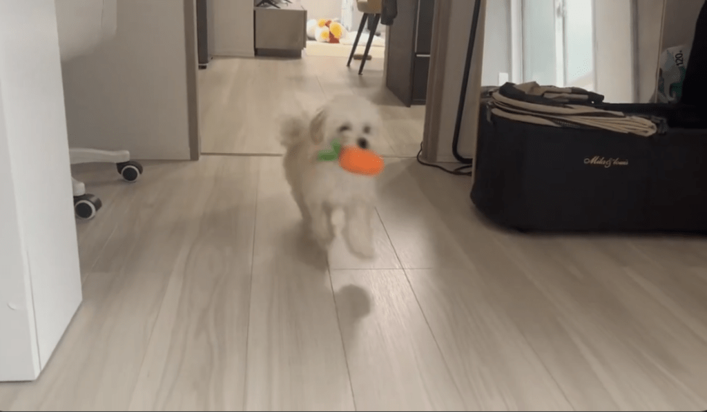 走る様子①（＠potato_maltipooさんより提供）