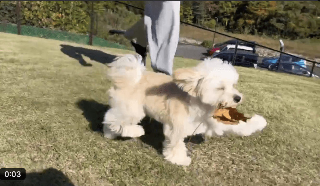 以前投稿した走り方の様子①（＠potato_maltipooさんより提供）