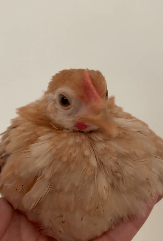 内緒で迎えたニワトリ②（@piiiichof.aさんより提供）