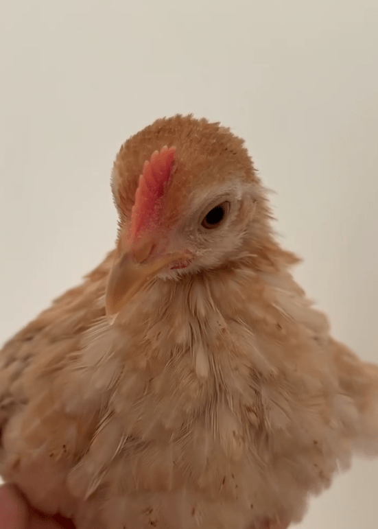 内緒で迎えたニワトリ⑤（@piiiichof.aさんより提供）