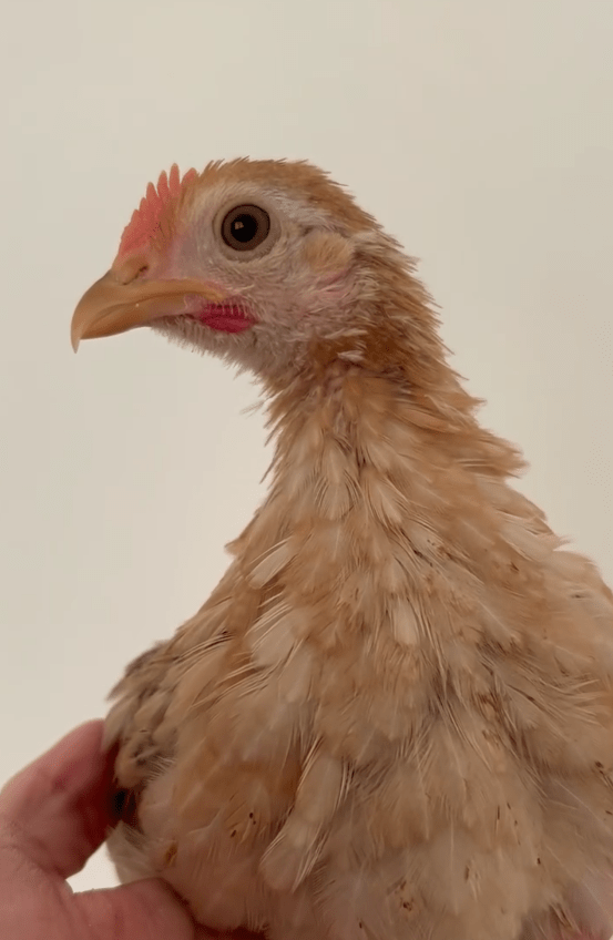 内緒で迎えたニワトリ④（@piiiichof.aさんより提供）