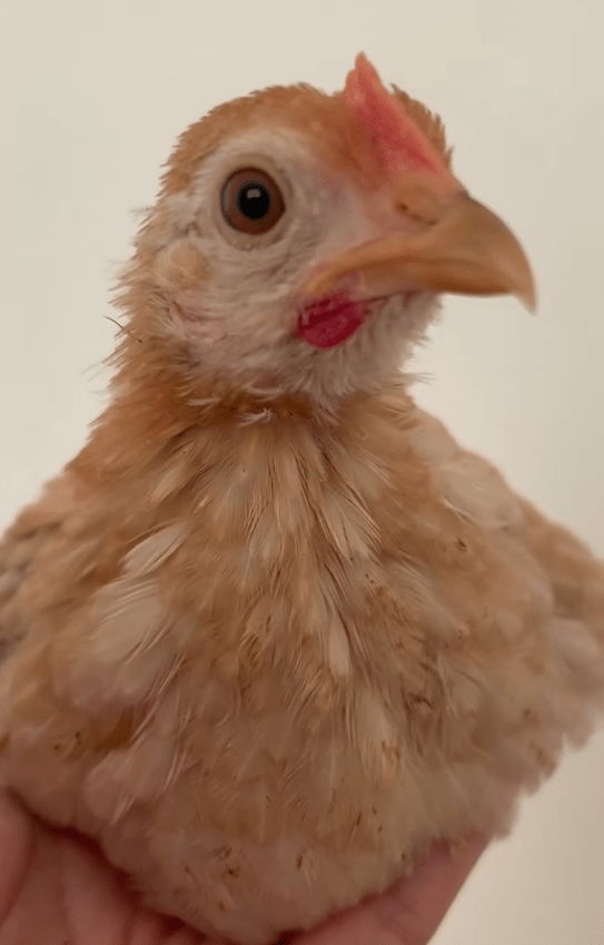 内緒で迎えたニワトリ③（@piiiichof.aさんより提供）