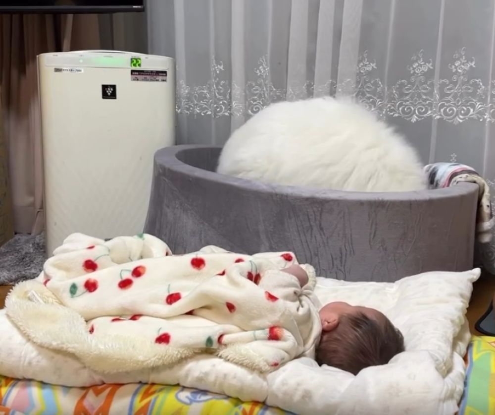 子守りをするアイスちゃん②（＠ffwelkさんより提供）