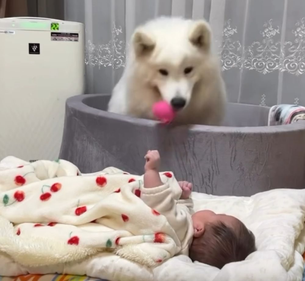 子守りをするアイスちゃん③（＠ffwelkさんより提供）