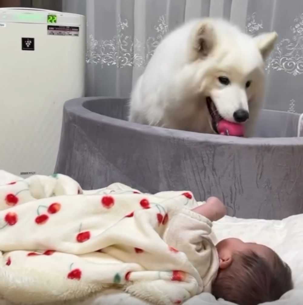 子守りをするアイスちゃん④（＠ffwelkさんより提供）