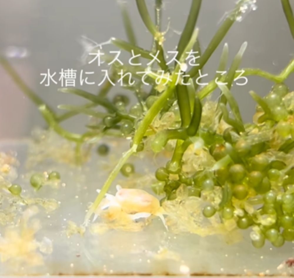 【実際の写真】　アサリの中の様子