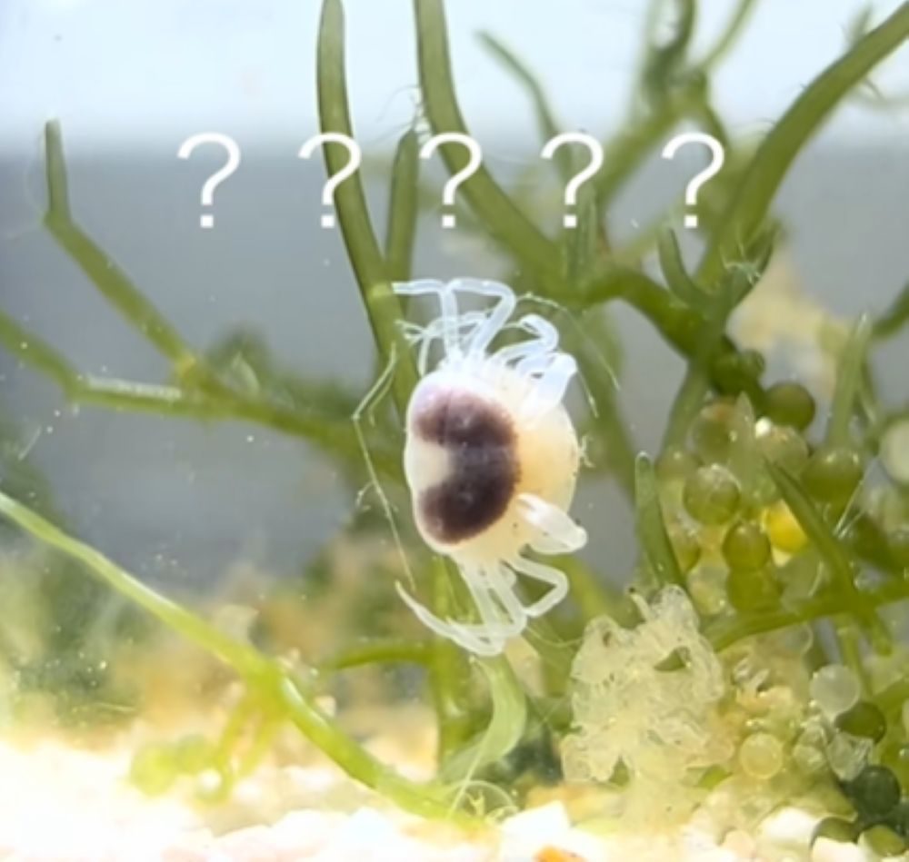 アサリから出てきたカニ⑤（＠ruuaquariumさんより提供）